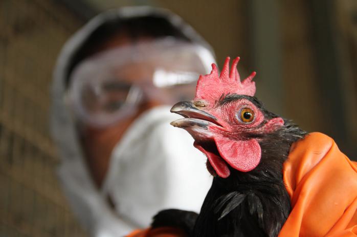 У США виявили три нові штами пташиного грипу