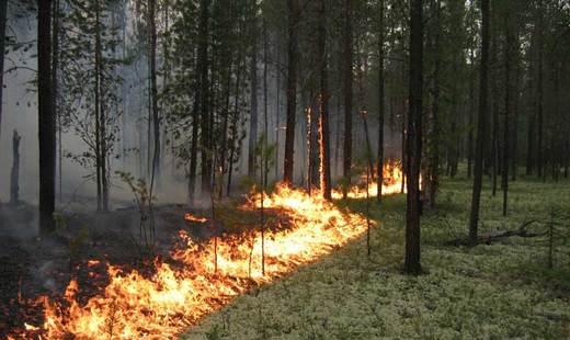В Чернобыльской зоне горят 70 га лесной подстилки