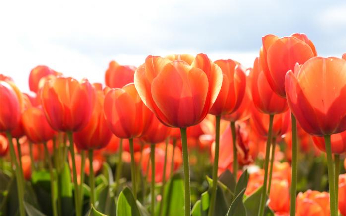В украинском дендропарке расцвели 2 миллиона тюльпанов
