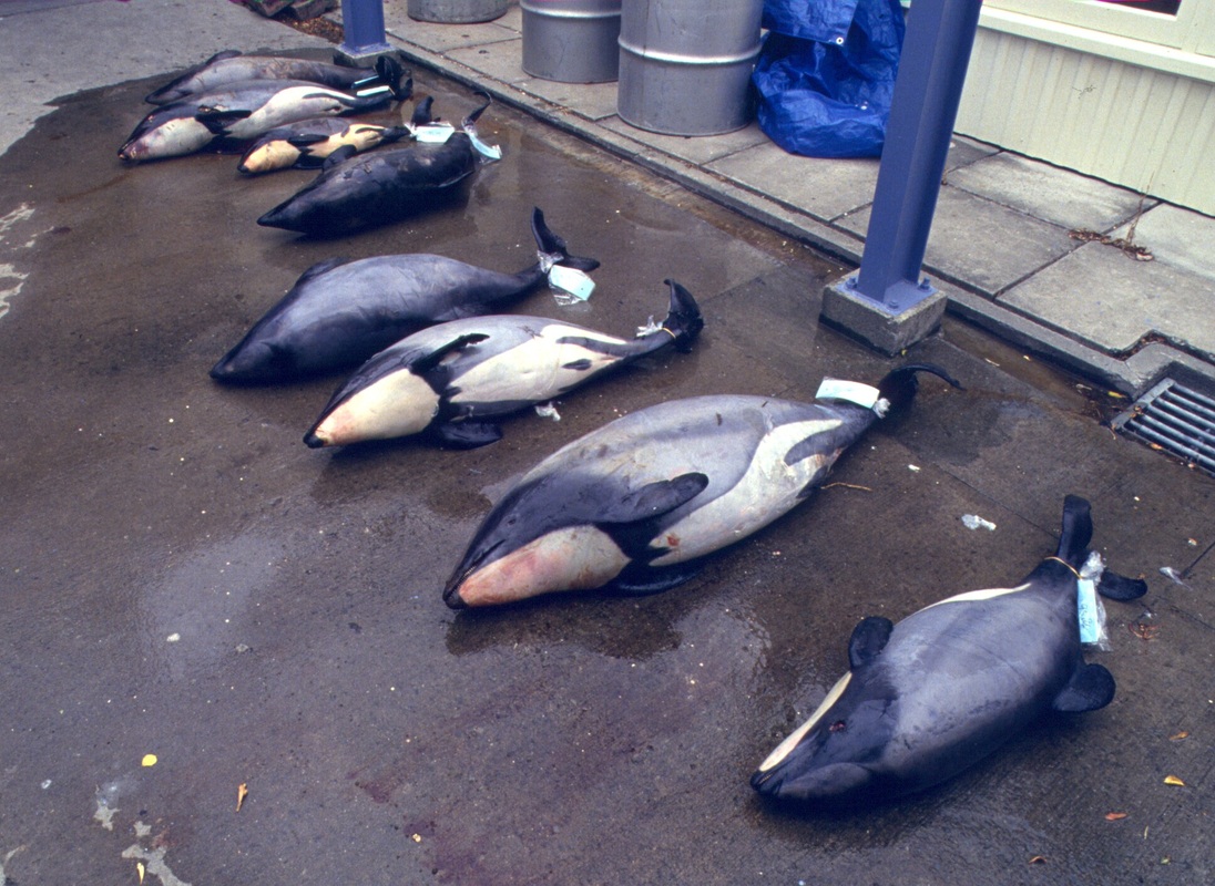 У 2010–2011 роках, за оцінками екологів, лишалося 59 дельфінів Мауї, у 2014–2015 роках - 43–47. Фото hectorsdolphins.com