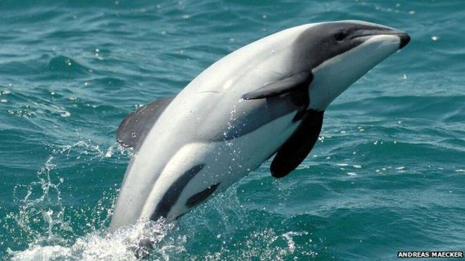 В мире осталось лишь 10 самок самого маленького редкого вида дельфинов (ФОТО)
