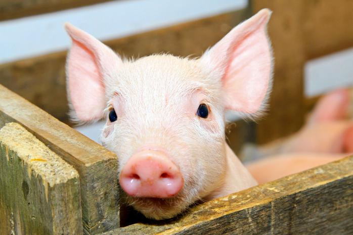 На Київщині через чуму знищено вже понад 48 тис. свиней