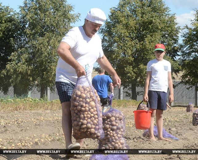 Лукашенко з сином поставили «рекорд» зі збирання картоплі (ФОТО)