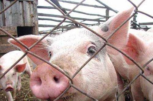 Мясо зараженных африканской чумой свиней было вывезено в Крым — Госветфитослужба