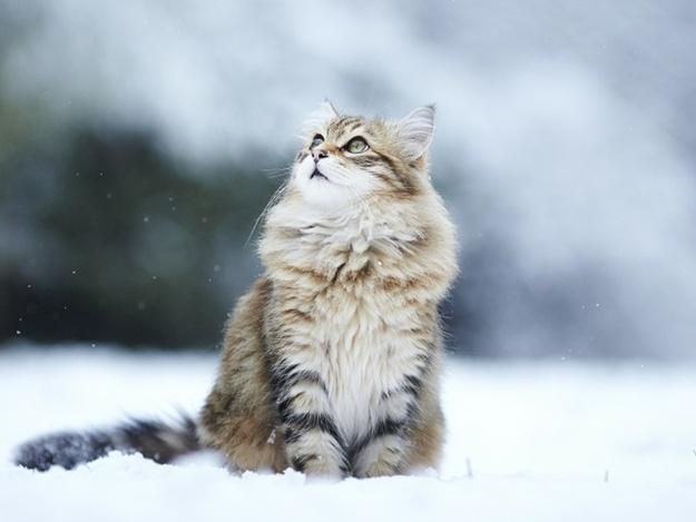 Во Львове уже выпал первый снег (ФОТО)