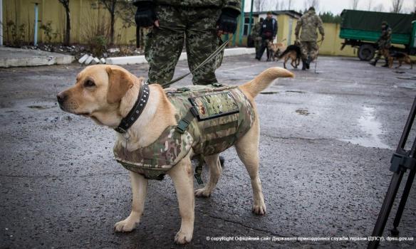 На Луганщині собак Прикордонслужби одягнуть у бронежилети (ФОТО, ВІДЕО)