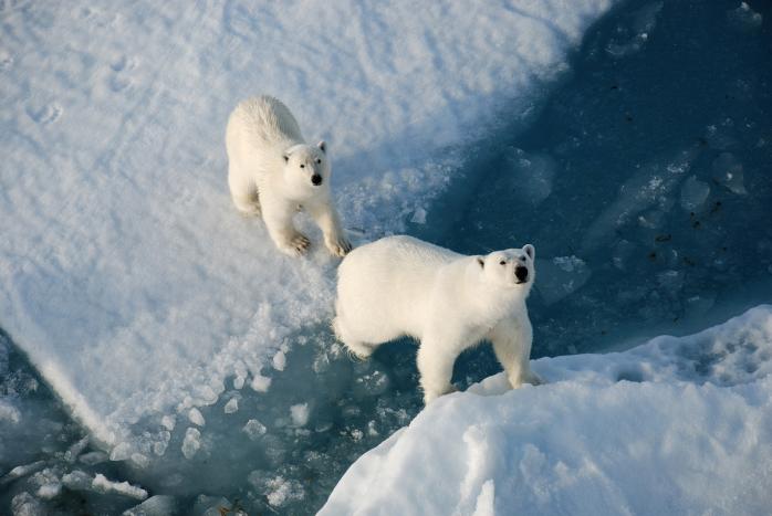На Северном полюсе — рекордное потепление: температура поднялась выше ноля