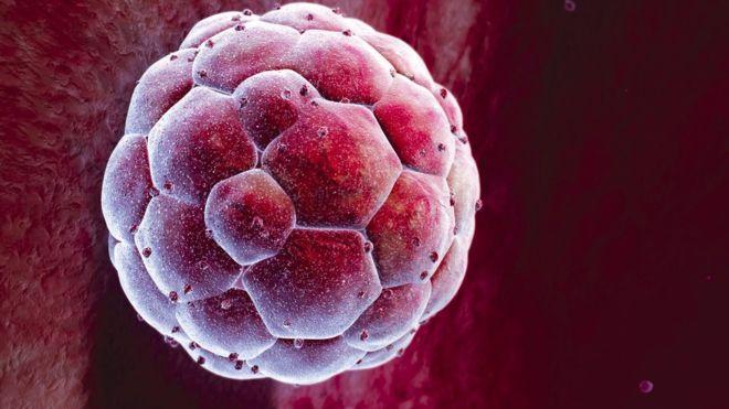 Великобритания разрешила ученым генную модификацию эмбрионов человека