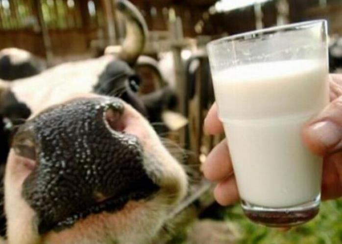 Откуда в молоке берутся антибиотики