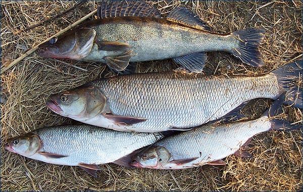 На Киевщине поймали поставщиков рыбы из Чернобыля
