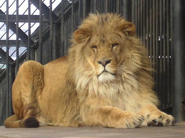 У Донецькій області лев напав на п’яного працівника зоопарку