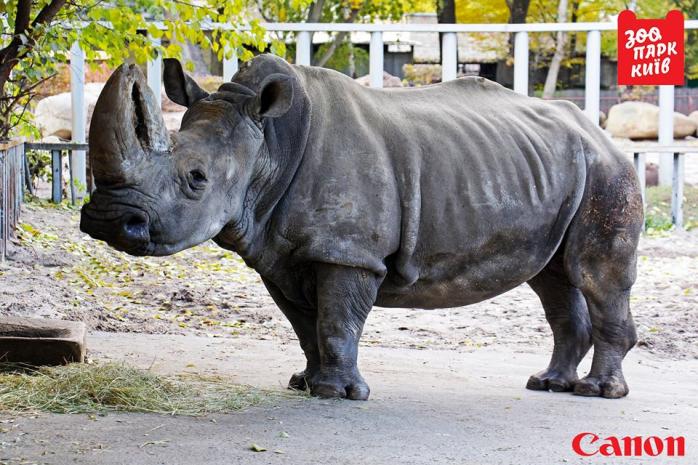 У Київському зоопарку помер найстаріший носоріг Європи