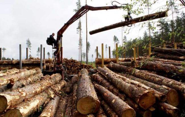 Кабмин предлагает отменить запрет на экспорт леса
