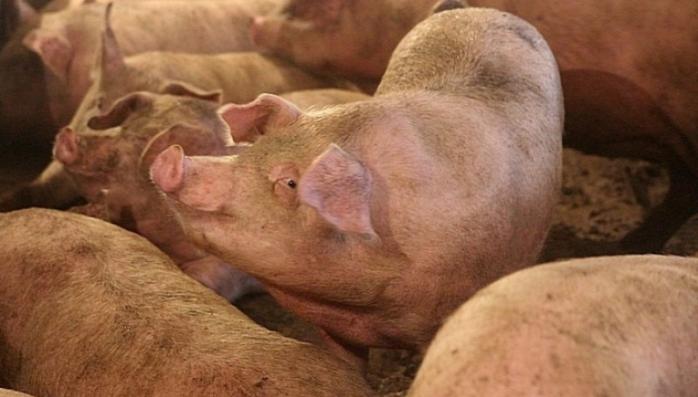 Соя і свиняча шкура: з чого роблять ковбасу