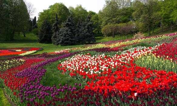 Тисячі тюльпанів прикрасили схили Співочого поля в Києві (ФОТО)