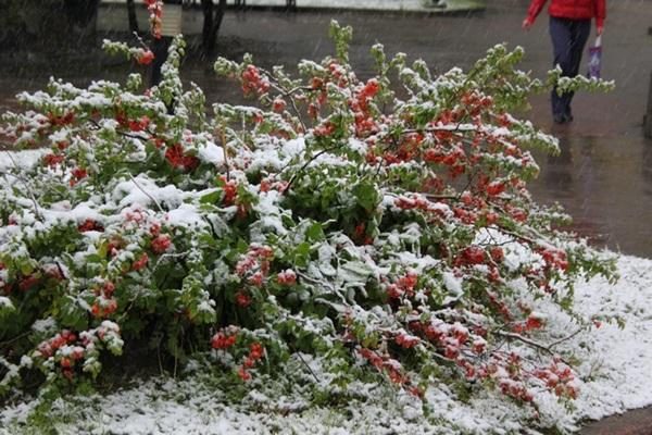 Цветущую Львовщину засыпало снегом (ФОТО, ВИДЕО)