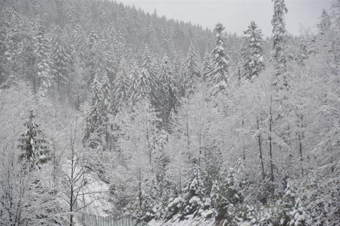 Карпати засипало снігом: вночі випало до 20 см опадів (ФОТО)