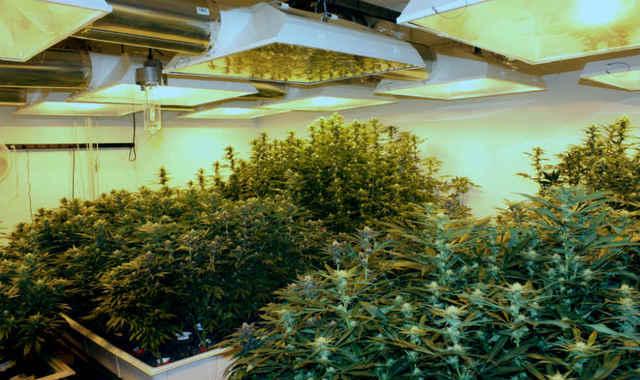 Житель Днепродзержинска собрал рекордный урожай марихуаны на 20 млн грн