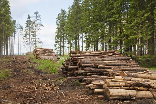 В Украине ввели временный запрет на санитарную вырубку леса