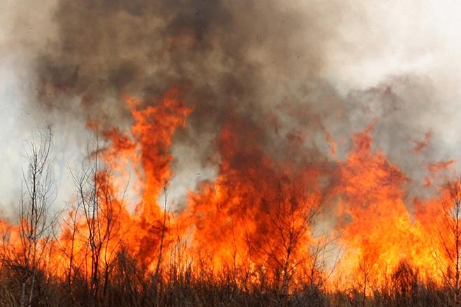В оккупированном Крыму не утихают лесные пожары (ВИДЕО)