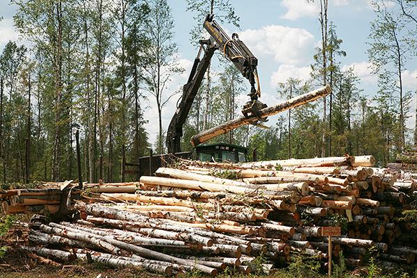 Силовики проводят 50 обысков у должностных лиц буковинских лесхозов