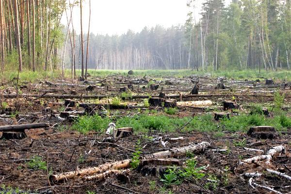 СБУ показала докази розкрадання та незаконного експорту лісу на Буковині (ФОТО)