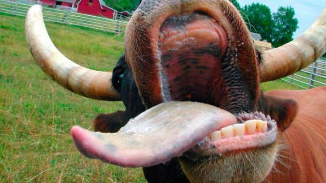 Украина запретила ввоз говядины из нескольких стран