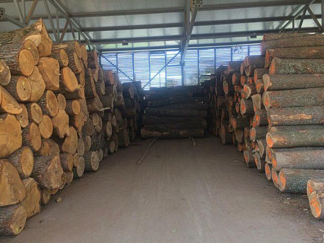 Во Львовской области разоблачили незаконную схему экспорта леса на 30 млн грн (ФОТО)