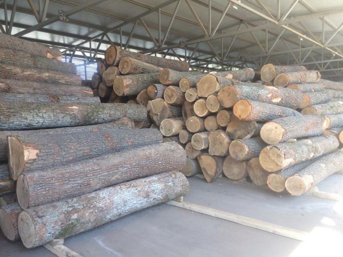 ГПУ провела больше ста обысков в ходе расследования схем незаконной вырубки леса (ФОТО)