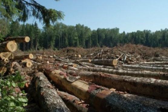 На Закарпатье фирма из Словакии при поддержке пограничников вырубила леса на 2 млн евро — Матиос