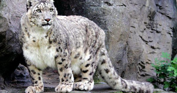 У Миколаївському зоопарку заявляють про отруєння снігового барса та пуми (ВІДЕО)