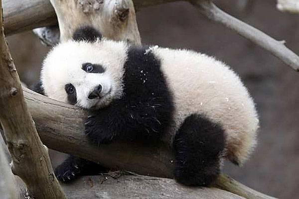Фонд дикой природы: Панды больше не под угрозой исчезновения (ФОТО, ВИДЕО)