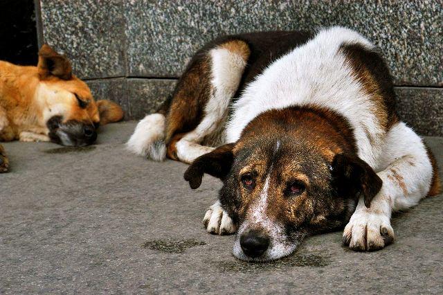 В Киеве близ метро «Славутич» расстреляли стаю собак