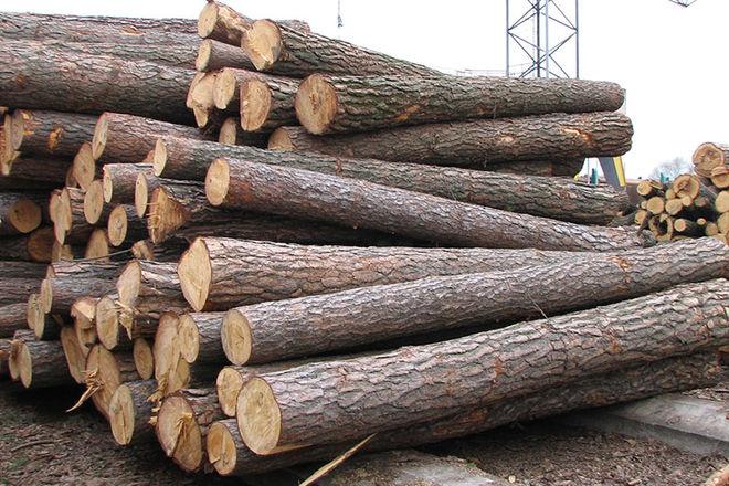 Прокуратура уличила 12 лесных хозяйств в махинациях с древесиной на 120 млн грн
