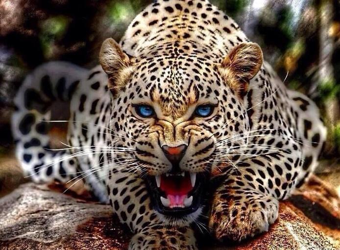 В Мариуполе из частного зоопарка сбежал леопард — СМИ