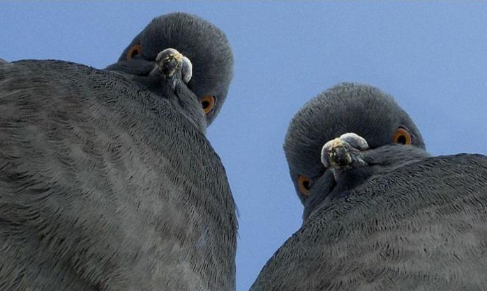 В Индии арестовали голубя из-за записки с угрозами премьеру