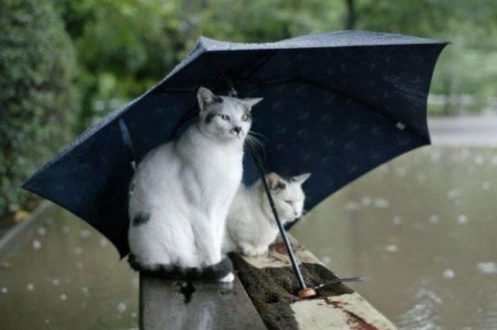 Украинцев снова ожидает дождливая погода