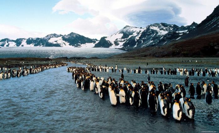 В Антарктике появится крупнейшая в мире морская заповедная зона