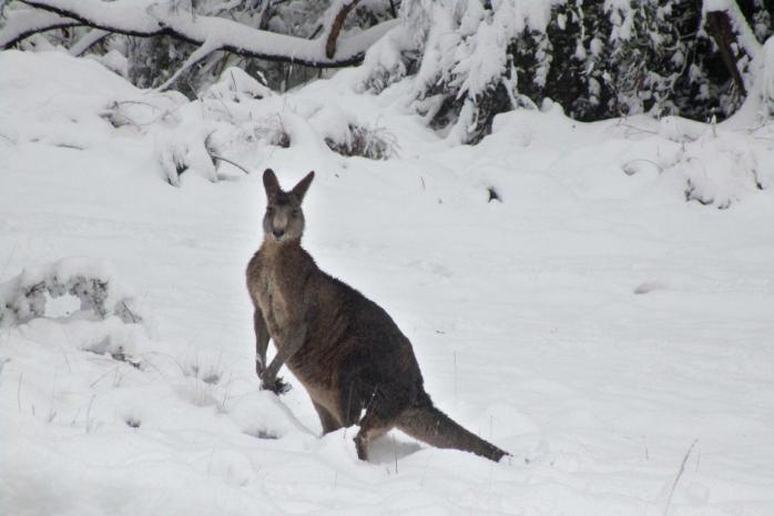 Солнечную Австралию неожиданно засыпало снегом (ФОТО)