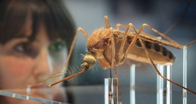 Ученые планируют истребить кровососов с помощью комаров-мутантов