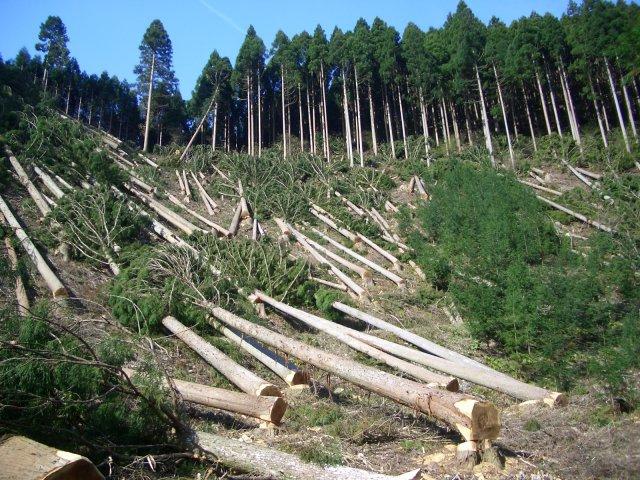 Кабмин представил электронную карту незаконной вырубки лесов