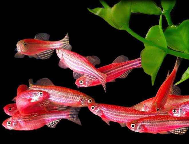 Белок аквариумной рыбки способен восстановить позвоночник парализованных