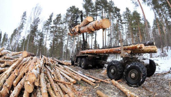 Разработан законопроект о снятии моратория на экспорт древесины из Украины, за который ЕС даст 600 млн евро