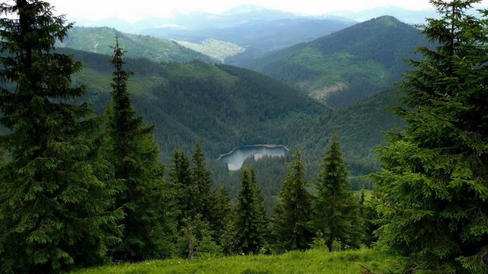 В Україні стартувала підготовка реформи лісової галузі