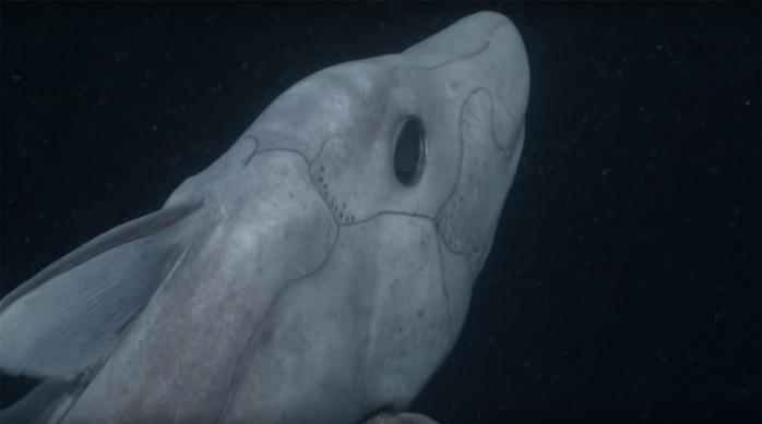 Ученым удалось впервые снять на видео редкий вид глубоководных акул (ВИДЕО)