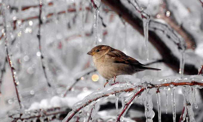 Синоптики прогнозируют 20-градусные морозы на востоке Украины (КАРТА)