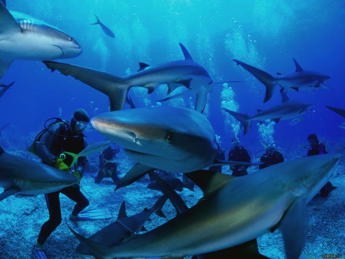 В Карибском море обнаружен новый вид акулы (ФОТО)