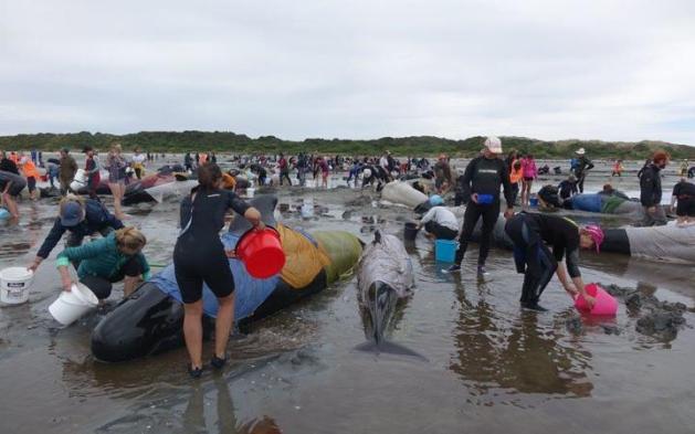 У Новій Зеландії ще 200 дельфінів викинулися на берег