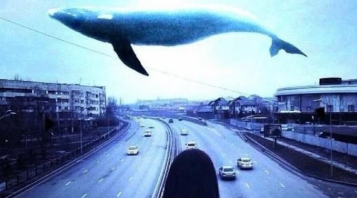 Снова «Синий кит»: полиция остановила опасную игру 13-летнего мальчика