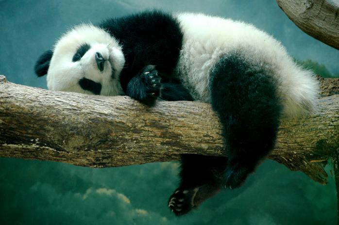 Брати наші менші: зворушлива панда показала свою любов до людини (ВІДЕО)